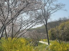 -羊山湖公园