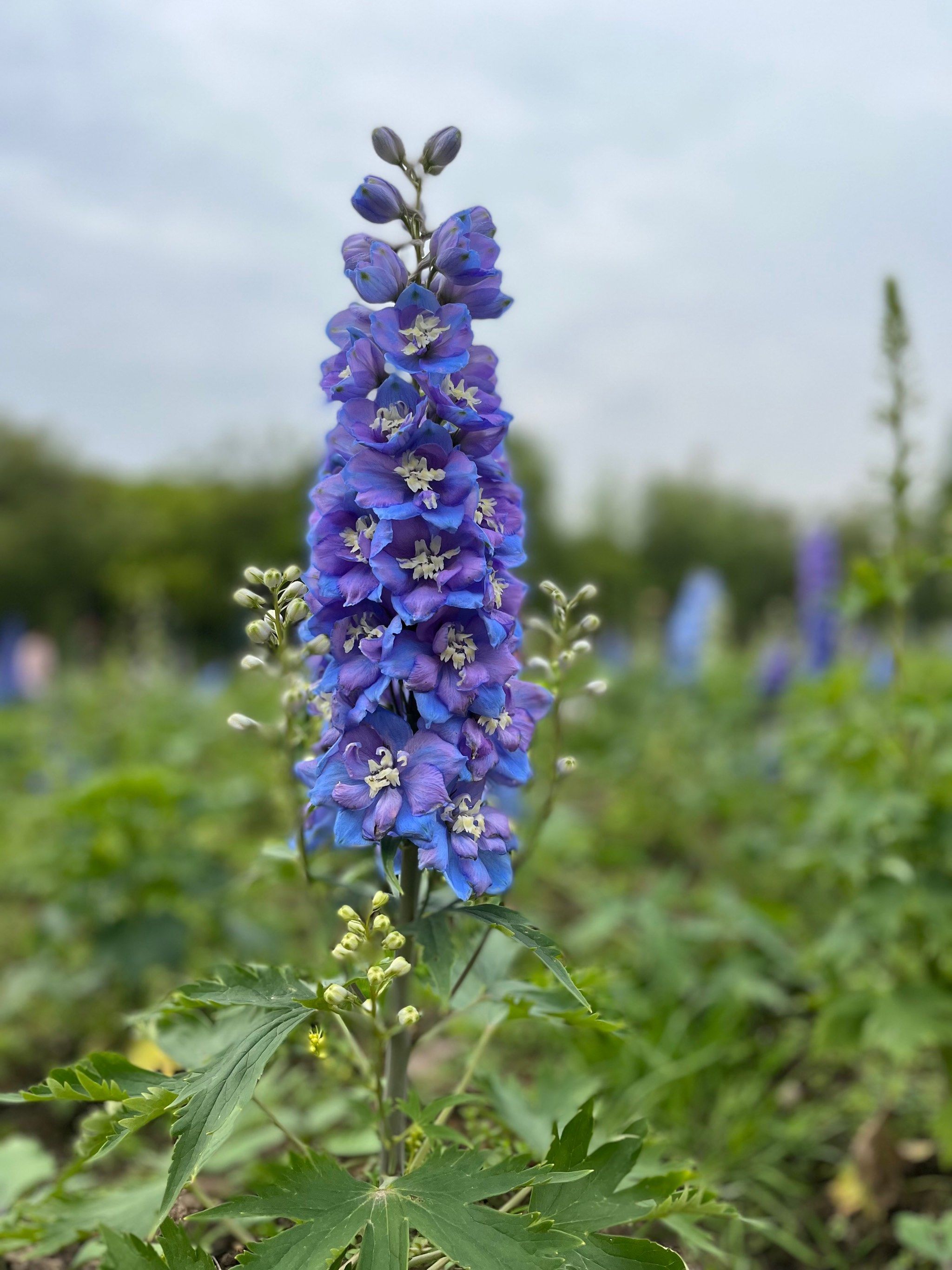 世纪公园的高翠雀花太好看了