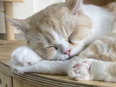 -Heymao猫咖.咖啡厅(东门店)