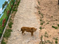 -西霞口神雕山野生动物世界