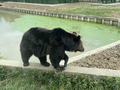 -上海野生动物园