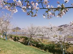 -羊山湖公园