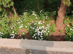 -龙口南山旅游景区