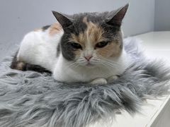 -喵的天空名猫咖啡馆·撸猫·猫舍·用品