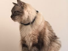 -是阿柴呀！柴犬咖啡·爱喵喵猫咖