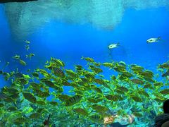 -芜湖新华联大白鲸海洋公园