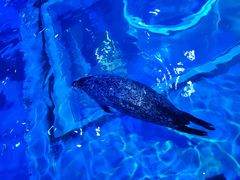 -海合安青岛极地海洋公园