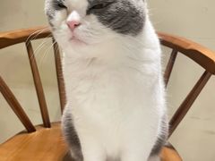 -有猫咖啡umeow coffee