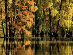 -池杉湖湿地公园