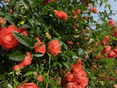 -人民公园(罗湖区)