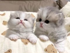 -十月米努特矮脚猫舍