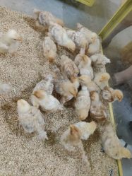 -神奇动物撸宠馆·羊驼·小浣熊·异宠(豫园店)