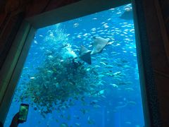 -亚龙湾海底世界