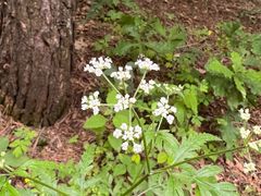 -帽儿山国家森林公园