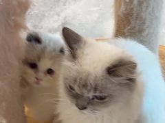 -楼上猫咖(罗湖店)