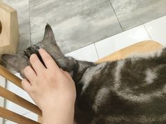 -楼上猫咖(罗湖店)