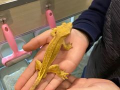 -藦茜花园宠物主题亲子互动体验馆(国顺东路店)