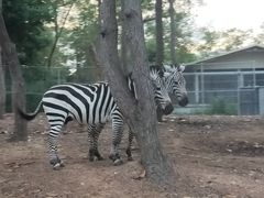 -清迈夜间动物园