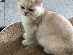 -瞄一喵猫咖(格力海岸店)
