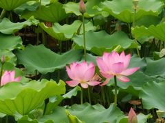 -荔湾湖公园