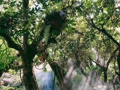 -Chom Cafe and Restaurant