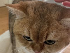 -飞行喵MR PILOT|猫舍·猫咖(静安大融城店)