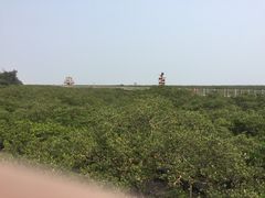 -北海金海湾红树林生态旅游区