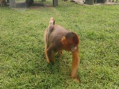 -大连森林动物园