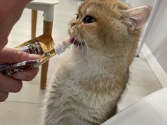 -喵的天空名猫咖啡馆·撸猫·猫舍·用品