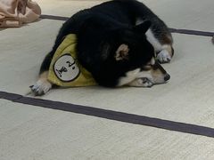 -逗柴咖啡屋·狗咖猫咖宠物桌游