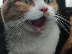 -北京观赏动物医院·24小时大型综合·猫专科·异宠专科
