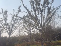 -乌村