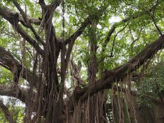 -大嶝英雄三岛战地观光园