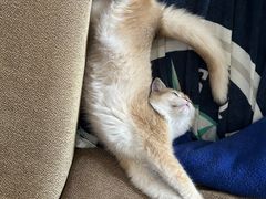 -东方名猫馆·英短金渐层布偶猫舍(环线广场1号楼店)