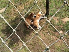 -西霞口神雕山野生动物世界