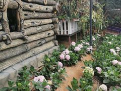 -金马仑薰衣草花园(Cameron Lavender)