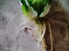 -中环花鸟鱼虫市场