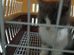 -爱佳宠物中心医院24H·CT·骨外科·猫专科(瑶海万达店)