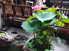 -三只耳火锅(宽窄巷子店)