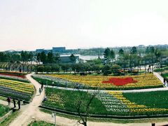 -杭州湾海上花田景区