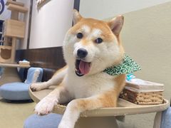 -逗柴咖啡屋·狗咖猫咖宠物桌游