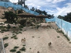 -西霞口神雕山野生动物世界