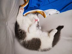 -babydoll猫舍·米努特·德文·缅因(久光中心店)