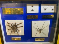 -上海昆虫博物馆