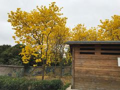 -天适樱花悠乐园