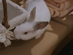 -猫猫幼稚园·撸猫·桌游·电玩