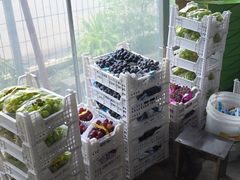 -马陆小张葡萄园农家乐