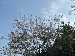 -顺峰山公园