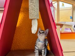 -帕帕拉兹宠物(亚洲旗舰店)