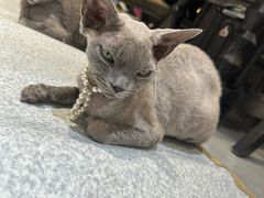 -琪喵猫屋·撸猫猫咖·猫舍
